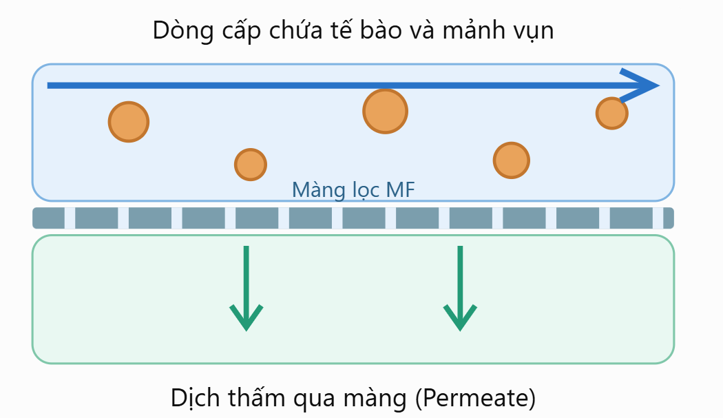 Công nghệ lọc màng tiếp tuyến (Cross-flow Filtration/TFF) có thể sử dụng để loại bỏ tế bào chết, mảnh vụn tế bào